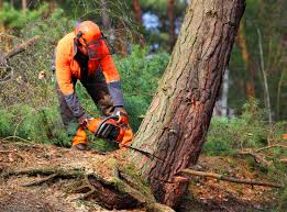 Best Tree Trimming and Pruning  in King City, OR